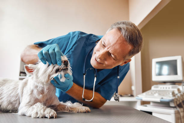 Best Emergency Care for Gum Disease in Helena, AL